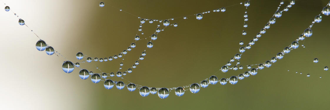 Neural Network